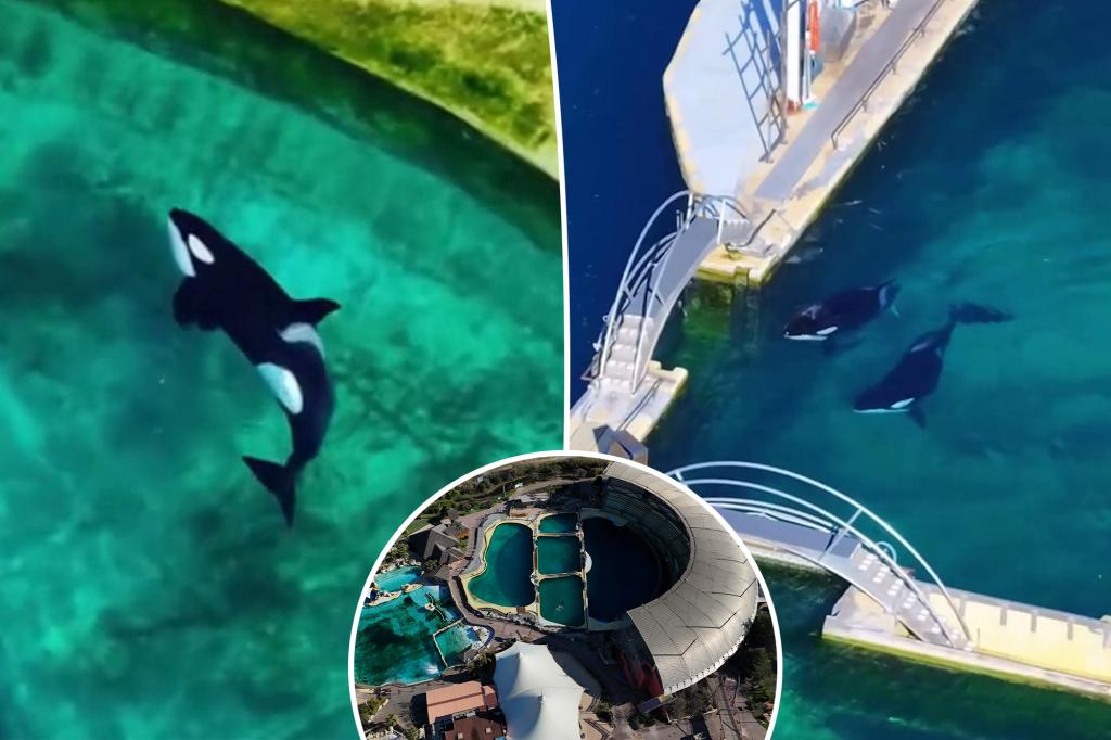 Orcas abandoned in shuttered marine park filmed in algae-infested pool