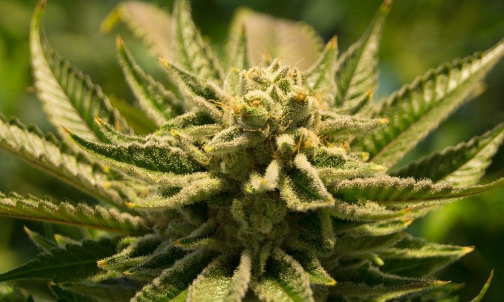 What Gives Marijuana Strains Their Distinctive Smells And Flavors? A New Scientific Review Sheds Light - Marijuana Moment
